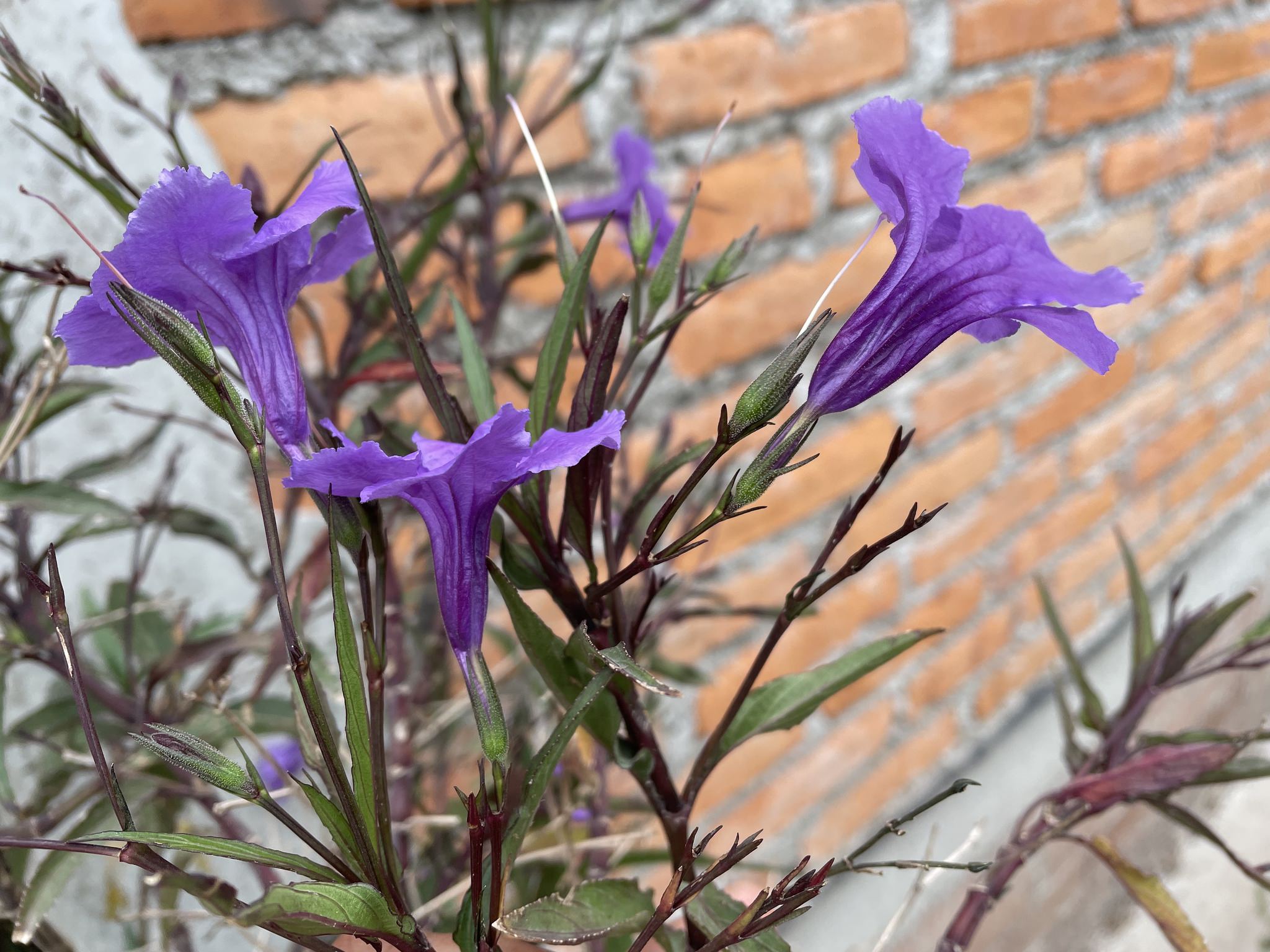 Ruellia brittoniana 'Compacta'